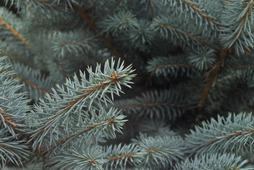 Голубая ель