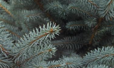 Ситхинская еловая тля повреждает внутренние ветви елей — Mein schöner Garten