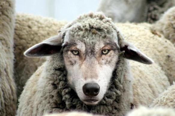 Волки в овечьих шкурах