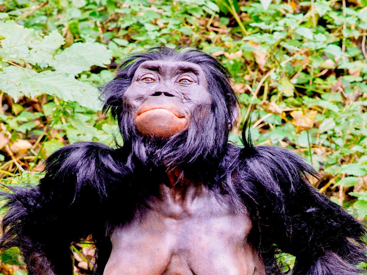 Социальные связи спасли человечество — и запустили глобальную экспансию