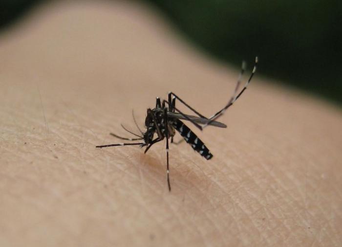 Японские ученые разработали эффективное и безопасное средство от комаров