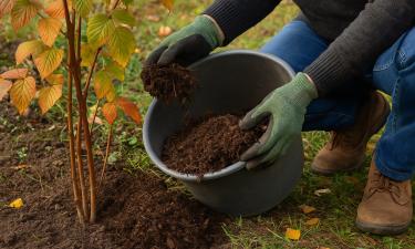 Осенняя подготовка участка снижает риск гибели растений