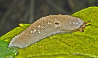 Тигровый слизень повышает устойчивость садовой экосистемы — Flora Press