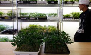 Дурь бывших коммунистов: узаконит ли Канада марихуану