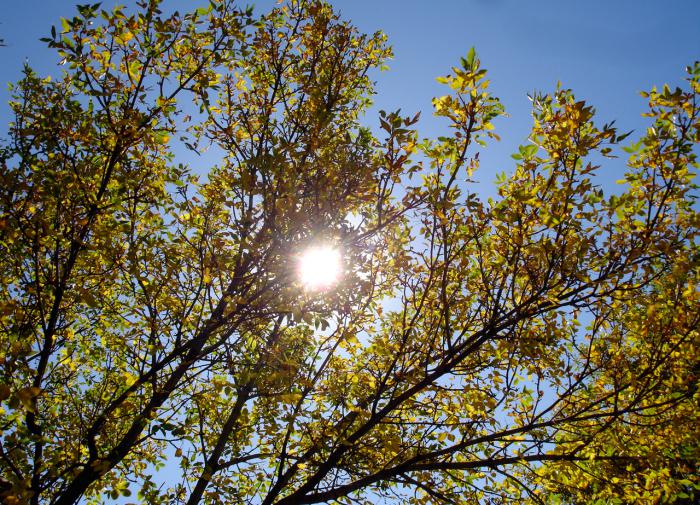 Как солнце вызывает веснушки: наука о солнечных поцелуях