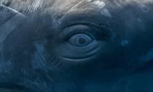 Исследование кашалотов подтвердило наличие грамматики в их языке — CETI