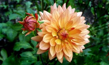 Мучнистая роса охватила надземные части георгинов — Mein Schoener Garten