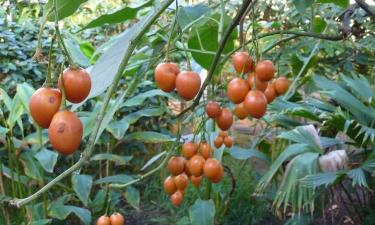 Пожелтение листьев томатов связано с нехваткой азота и уплотнением почвы