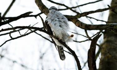 Петербург мёрзнет, но птицы нашли выход: неожиданный трюк попал на камеру