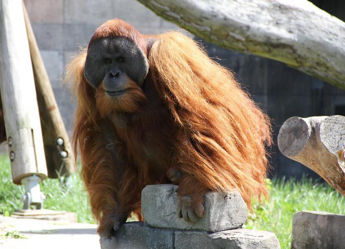 Орангутаны умеют обрабатывать раны целебными листьями
