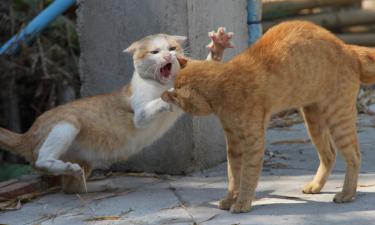 Удаление шерсти у кошек может вызвать ожоги и алопецию — мнение ветеринаров