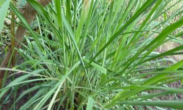 Листья цитронеллы уменьшают зуд после укусов — посадите растение рядом с зоной отдыха