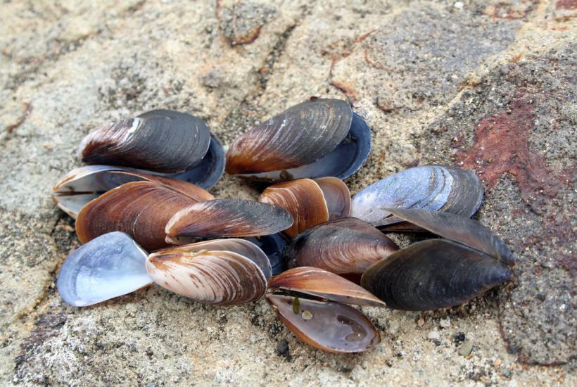 Средиземноморские мидии