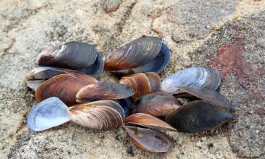 Моллюск Hafrún прожил не менее 507 лет — склерохронолог Пол Батлер