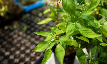 Семена перца обрабатывают марганцовкой перед январским посевом