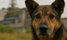 ДНК чернобыльских собак отличается от генов других популяций