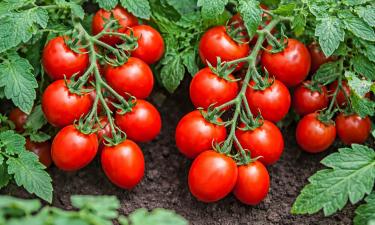 Томаты сортов Санька и Белый налив дают урожай без пасынкования