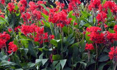 Крупные листья канны создали тропический акцент в саду, по данным Сiceksel