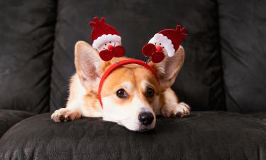Подаренные без согласия щенки часто попадают в приюты – кинолог Голубев