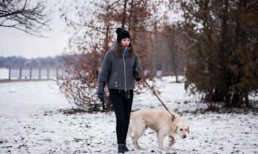 Не успели оформить — получили протокол: в Подмосковье ловят собак без регистрации