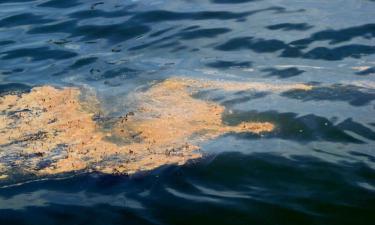 На юг за приключениями: отпуск на Черном море — теперь с пятнами мазута