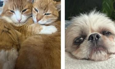 Роза Сябитова заявила, что у неё кошки и собаки становятся долгожителями