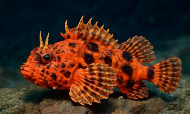 Учёные обнаружили новый вид ядовитой рыбы в Японском заливе Сагами