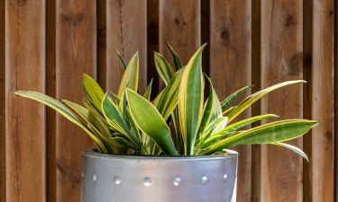 Зима высасывает силы из дома: растения, которые возвращают спокойствие и свежесть