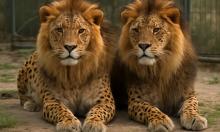 Леопоны — гибриды, которые существуют только в неволе и не имеют потомства