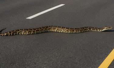 Дорога превратилась в арену страха: рабочие наткнулись на змею, длиннее легковушки