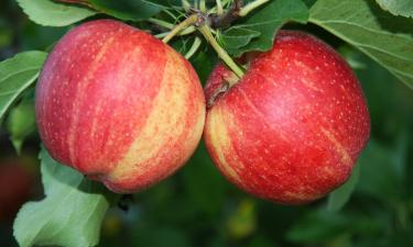 Антиоксиданты есть, но кишечник возражает: когда полезный фрукт превращается в источник токсинов