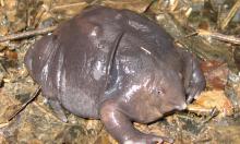 Реликт древности в 21 веке: как амфибия с свиноподобным носом скрывается от мира под землей