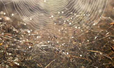Паучий мегаполис: в пещере обнаружена паутина размером с двухкомнатную квартиру