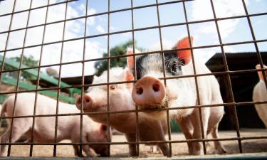 Туристам запретили приближаться к свиньям в Нью-Форесте — активистка Джонс