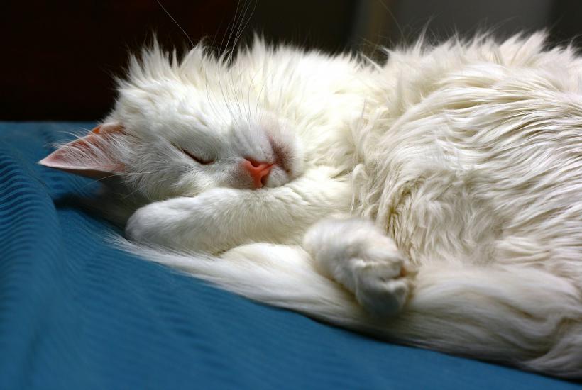 Спящий кот Спящий кот