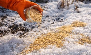 Зерно падает на снег — весной земля не узнаёт себя: простой приём делает почву воздушной
