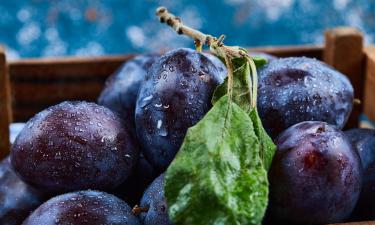 Слива размером с яблоко: лучшие крупноплодные сорта, которые сражают сладостью