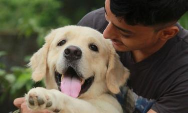 Поглаживание по голове собаки воспринимается ею как вызов — Белновости