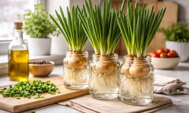 Сочные перья за неделю: два зимних способа получить зелёный лук прямо на подоконнике