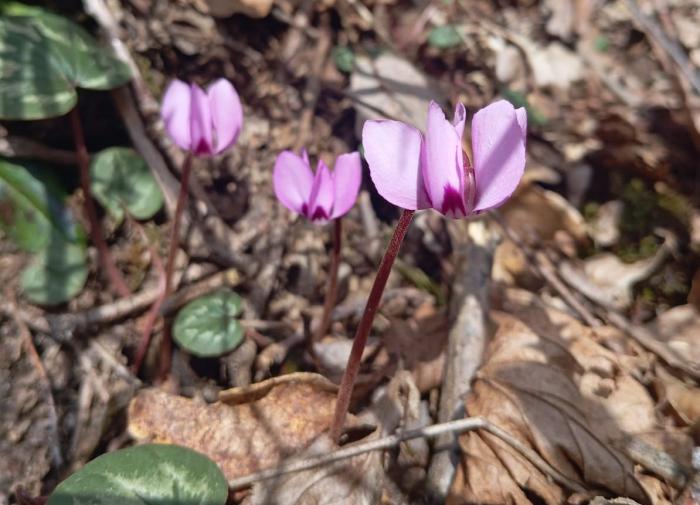 На "Роза Хутор" расцвели первоцветы