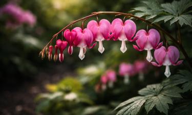 Сердечки распускаются без солнца: растение, которое спасает мрачные участки