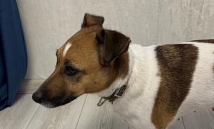 Путешествие с собакой зимой: аптечка, одежда, прививки