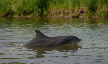 Морское чудо в деревенской реке: случай, который обсуждает вся Кубань — рыбакам не до смеха
