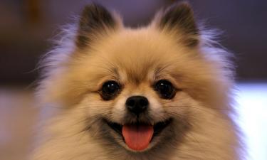 Собаки плохо переносят одиночество и нуждаются в контакте с семьёй — эксперт