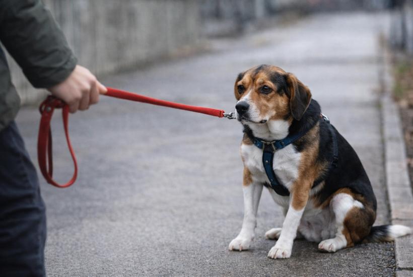 Собака сопротивляется прогулке