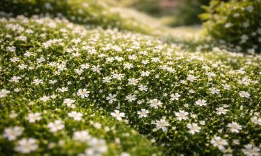 Газон для ленивых найден: по нему ходят, а он только крепче цветёт