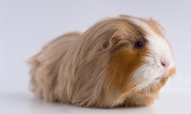 В Москве ветеринары удалили морской свинке камень размером с горошину