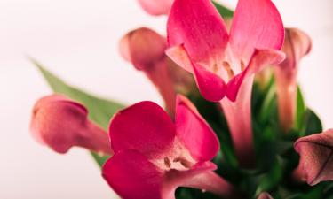 Полная замена грунта восстановила рост ослабленного декабриста — ботаники