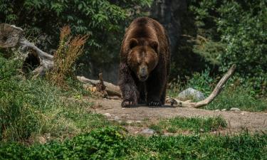 В Канаде гризли сразятся за трон долины Боу после зимы — CBC News