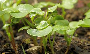 В результате секретного эксперимента среди 144-летних семян обнаружен загадочный гибридный вид